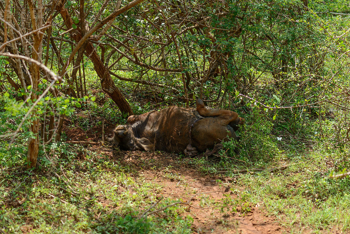 Water Buffalo killed, Yala NP, Sri Lanka We found this dead water buffalo in Yala NP. It wasn&#039;t hard to find due to the extreme smell. Although we can&#039;t be entirely sure, the guide was pretty confident that this was a kill made by a leopard. Asia,Bubalus bubalis,Sri Lanka,Water buffalo,Yala