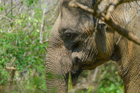 Sri Lankan Elephant feeding and washing, Yala NP, Sri Lanka A solitary Sri Lankan elephants amid the bush in Yala NP. Despite their size they are remarkably good in blending in with bushes and hiding in them. You will not find them until they are suddenly right in front of you. Asia,Elephas maximus maximus,Sri Lanka,Sri Lankan elephant,Yala