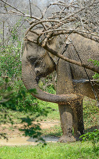 Sri Lankan Elephant cooling down, Yala NP, Sri Lanka A solitary Sri Lankan Elephant in Yala National Park uses its highly functional tusk to suck up water and spray it on itself. This is around 11am when the heat of the day is really starting to kick in. Asia,Elephas maximus maximus,Sri Lanka,Sri Lankan elephant,Yala