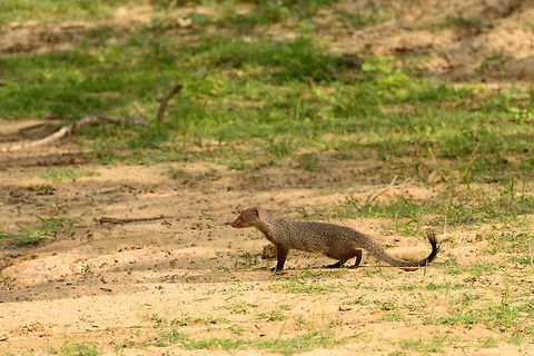 Ruddy Mongoose, Yala NP, Sri Lanka A side view of a Ruddy Mongoose, showing the black tipped tail. Asia,Herpestes smithii,Ruddy Mongoose,Sri Lanka,Yala