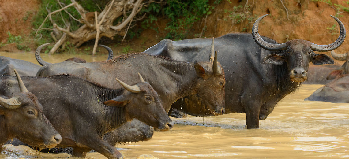 Buffalo soldiers A large Water buffalo male guiding a few others out of a pond in Yala NP, Sri Lanka. Asia,Bubalus bubalis,Sri Lanka,Water buffalo,Yala