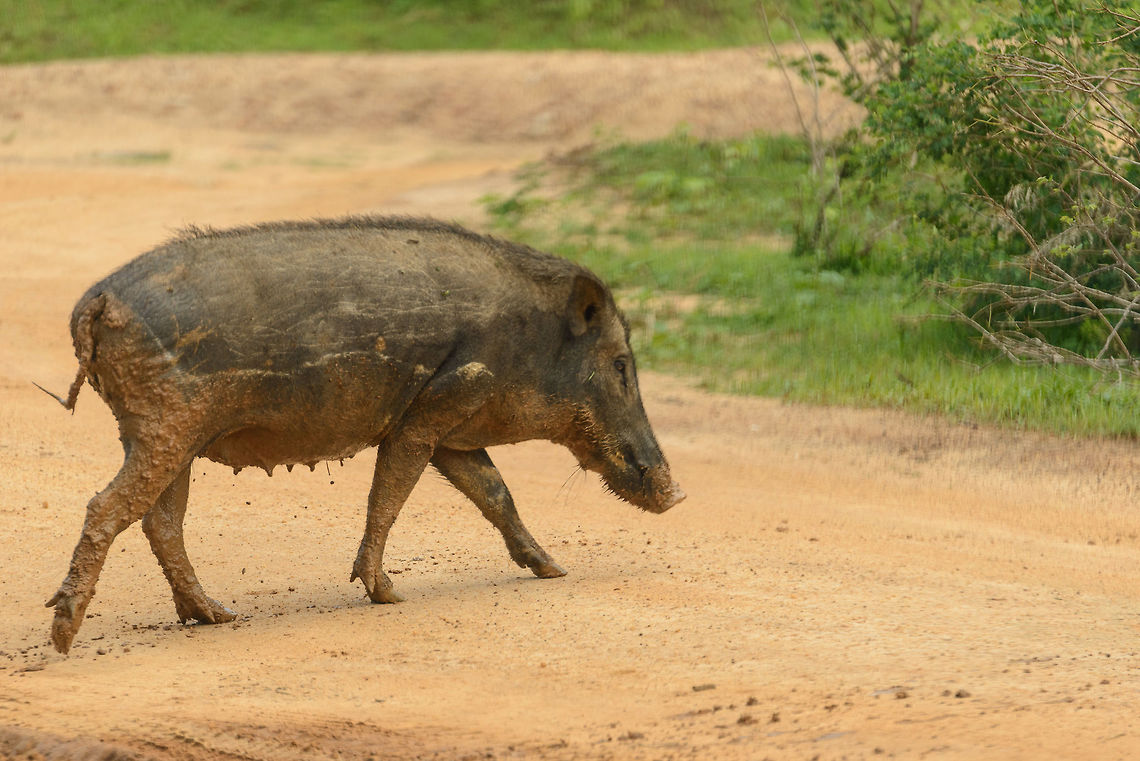 Indian Boar crossing road in Yala NP, Sri Lanka Just came from its mud bath. Asia,Indian boar,Razorback,Sri Lanka,Sus scrofa,Sus scrofa cristatus,Yala