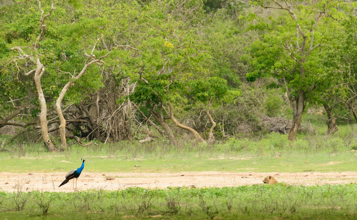 i think i saw a putty cat A male Peafowl meets a Sri Lankan Leopard in Yala National Park, Sri Lanka. The leopard used every trick in the book to get closer, but the bird made sure to have this distance between them, enough to flee. It was almost as if the peafowl was challenging or teasing the leopard. Asia,Panthera pardus kotiya,Sri Lanka,Sri Lankan Leopard,Yala