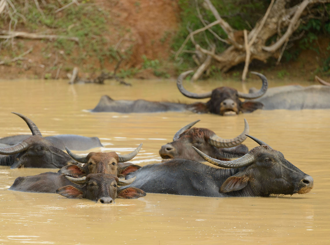 Mud maniacs, Yala NP, Sri Lanka  Asia,Bubalus bubalis,Sri Lanka,Water buffalo,Yala