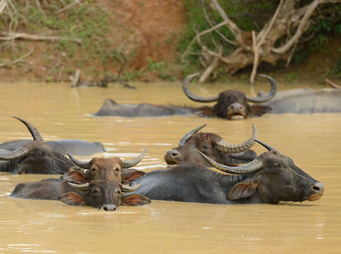 Mud maniacs, Yala NP, Sri Lanka  Asia,Bubalus bubalis,Sri Lanka,Water buffalo,Yala