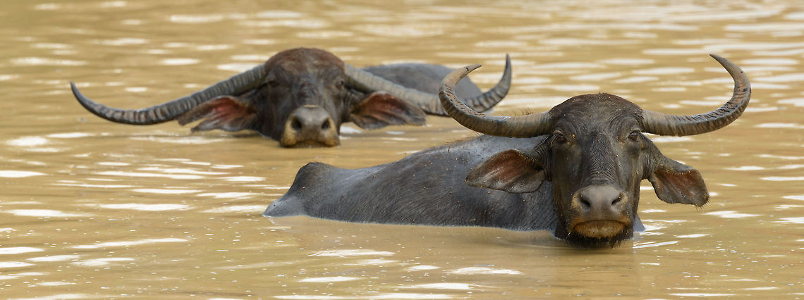 Closeup of two large horned Water buffalos, Yala NP, Sri Lanka  Asia,Bubalus bubalis,Sri Lanka,Water buffalo,Yala