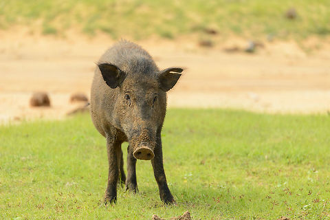 Young Indian Boar, Yala NP, Sri Lanka The closest we ever got to such wild boards, as they are very nervous. You can see from its face that it recently has been digging dirt. I wonder what happened to its ear. Asia,Indian boar,Sri Lanka,Sus scrofa cristatus,Yala