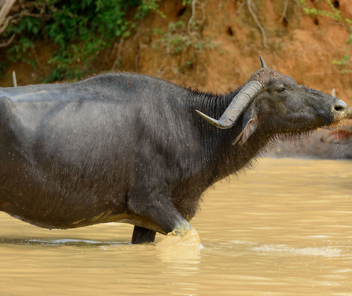 A lot of bull Captured in Yala Np, Sri Lanka. Asia,Bubalus bubalis,Sri Lanka,Water buffalo,Yala