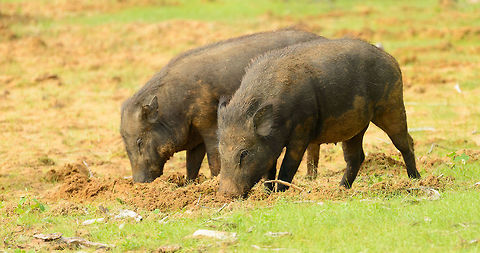 Two young Indian Boars in Yala NP, Sri Lanka Ploughing the field in search of food. Most boar species can spend up to 70% of their awake time ploughing and crazing. In earlier times, farmers would even use pig to pre-cultivate land. Asia,Indian boar,Sri Lanka,Sus scrofa cristatus,Yala