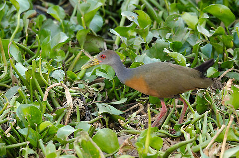 Grey-necked Wood Rail in search of food A mysterious water bird of which we know little is searching for easy prey in the wetlands of the Pantanal. Aramides cajanea,Brazil,Grey-necked Wood Rail,Pantanal