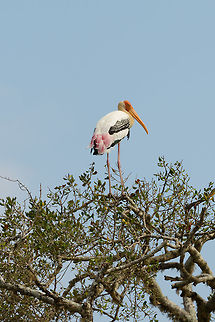 Painted Stork in tree, Yala NP, Sri Lanka  Asia,Mycteria leucocephala,Painted Stork,Sri Lanka,Yala