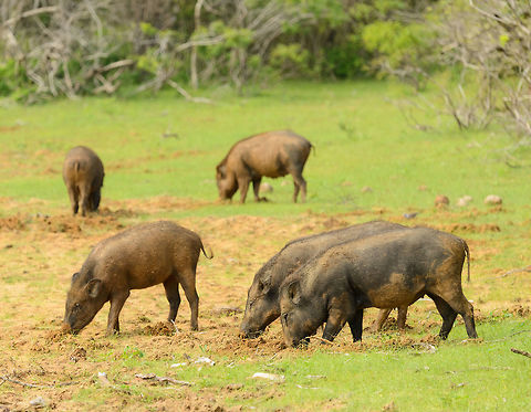Indian Boars ploughing the fields of Yala NP, Sri Lanka As you can see from this photo, these boars can plough substantial areas in their quest for food. As they dig, they are looking for things to eat, like roots and insects. Asia,Indian boar,Sri Lanka,Sus scrofa cristatus,Yala