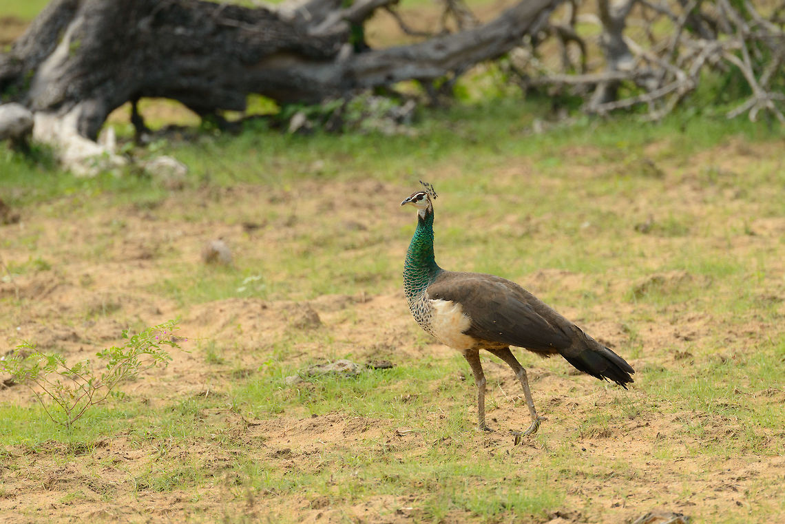 Female Peafowl in Yala NP, Sri Lanka This female has the opportunity to be picky, as during the breeding season there are male Peafowls around every corner. Asia,Indian peafowl,Pavo cristatus,Sri Lanka,Yala