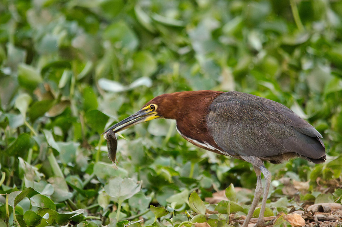 Tiger Heron feeding Adult Tiger Heron feeding on a fish caught in a little pond in the Pantanal. Look at the fish and the Heron&#039;s beak and it will be no surprise that it struggles for minutes to get this &quot;in&quot;. Birds,Brazil,Feeding,Heron,Pantanal,Rufescent Tiger Heron