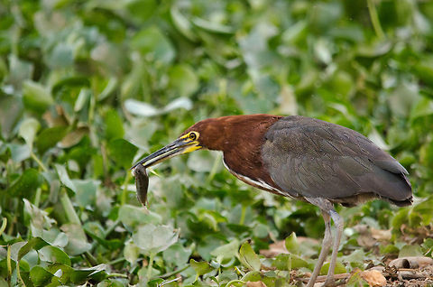 Tiger Heron feeding Adult Tiger Heron feeding on a fish caught in a little pond in the Pantanal. Look at the fish and the Heron's beak and it will be no surprise that it struggles for minutes to get this "in". Birds,Brazil,Feeding,Heron,Pantanal,Rufescent Tiger Heron