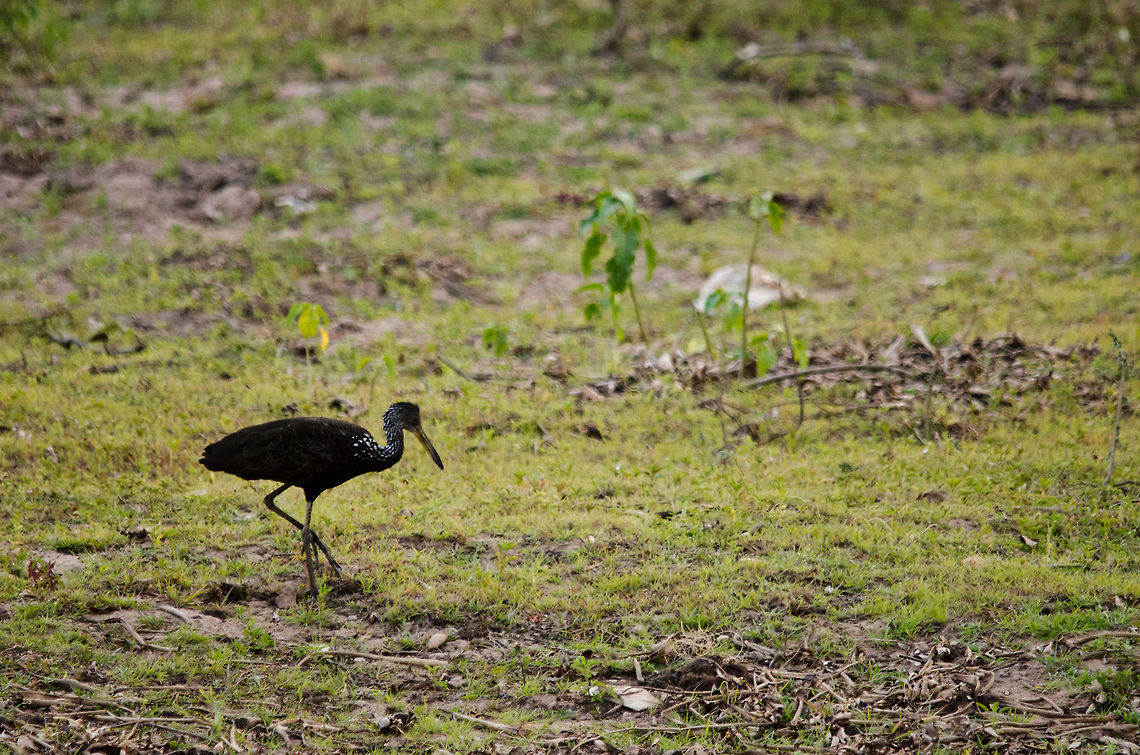 Limpkin (Aramus guarauna) I'm not 100% sure of the identification of this bird, but I suspect it is a Limpkin. Captured in the Pantanal, it's the only photo I have of this specie. Aramus guarauna,Brazil,Limpkin,Pantanal