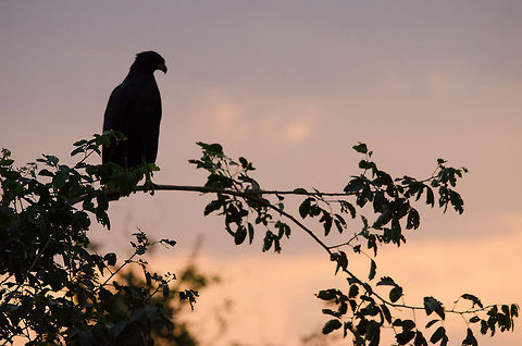 Another day, another dollar Life is easy for birds of prey in the Pantanal. Food everywhere and few predators to fear. This Black-collared Hawk spectates the end of another day in paradise. Birds,Black-collared Hawk,Brazil,Hawk,Pantanal