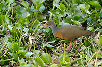 Grey-necked Wood Rail feeding A Grey-necked Wood Rail feeding on some kind of snail or shell. I love their feathers, they are smooth like skin. Aramides cajanea,Brazil,Grey-necked Wood Rail,Pantanal