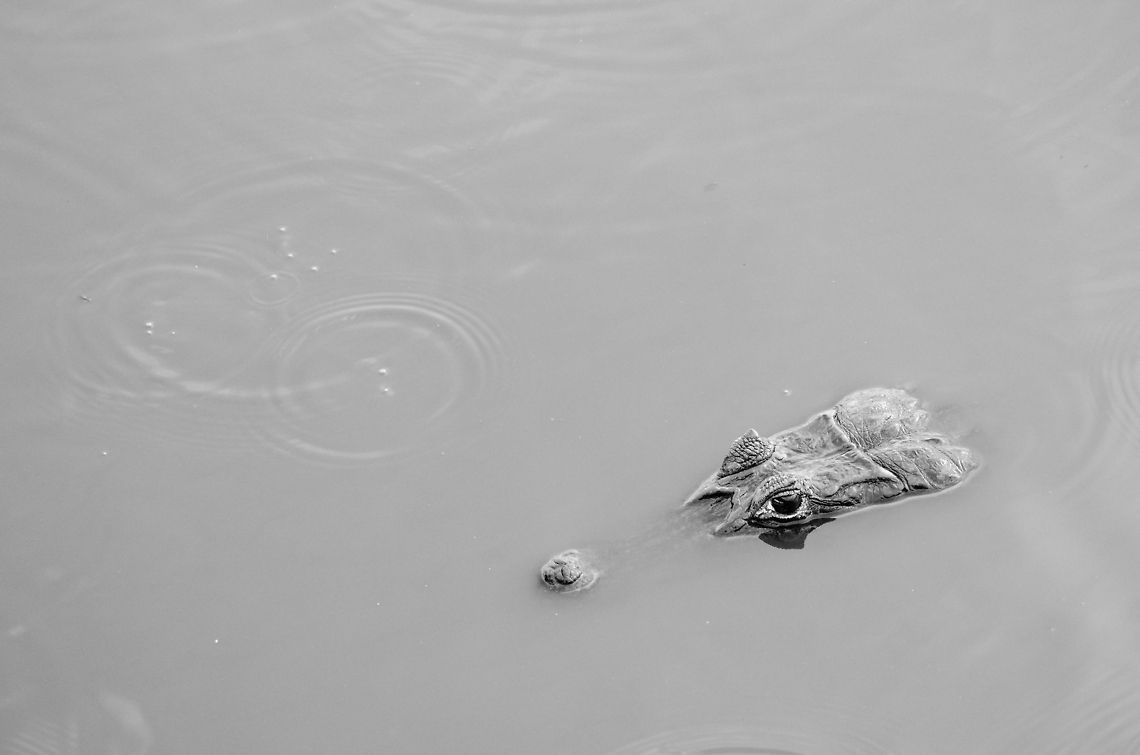 Caiman in the Pantanal Just one of the 10 million Caiman in the Pantanal. Brazil,Caiman,Caiman yacare,Pantanal,Reptiles,Yacare caiman,black and white