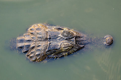Caiman top view Had to lean over a wooden bridge quite a lot to get a true top perspective :) Brazil,Caiman,Caiman yacare,Pantanal,Reptiles,Yacare caiman