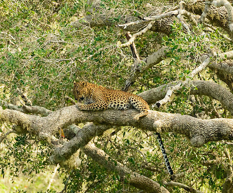 Sri Lankan Leopard closeup in Yala NP, Sri Lanka Note that this isn't really a closeup, more of a large crop. Asia,Panthera pardus kotiya,Sri Lanka,Sri Lankan Leopard,Yala