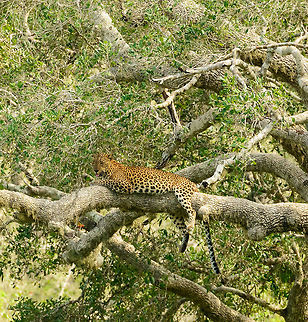 Sri Lankan Leopard cooling down, Yala NP Typical cat behavior is to show their silly tongue when they are trying to cool down, since they cannot sweat. This leopard picked the wrong tree to cool down, as it has no shade at all. It quickly figured that out and left the scene. Asia,Panthera pardus kotiya,Sri Lanka,Sri Lankan Leopard,Yala