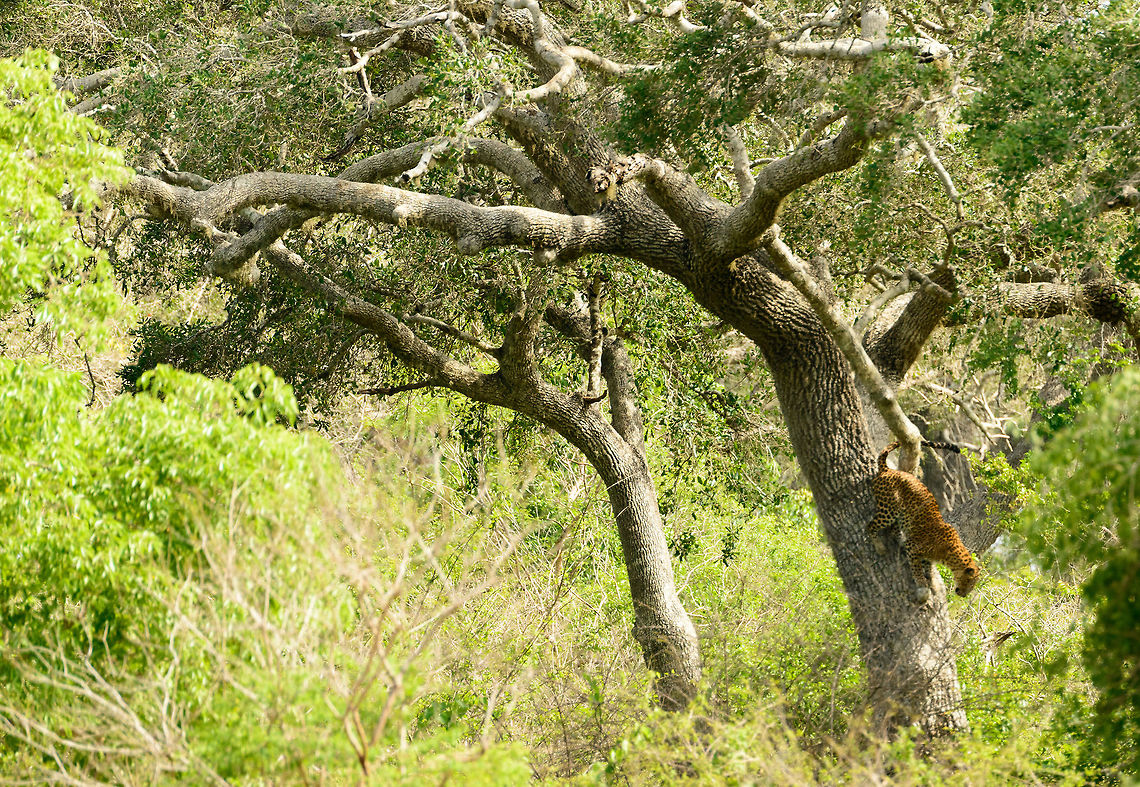 Sri Lankan Leopard descending from tree, Yala NP One moment such a leopard is laying lazily in the tree, yet if you would have blinked whilst it is descending, you would have missed it entirely.  Asia,Panthera pardus kotiya,Sri Lanka,Sri Lankan Leopard,Yala