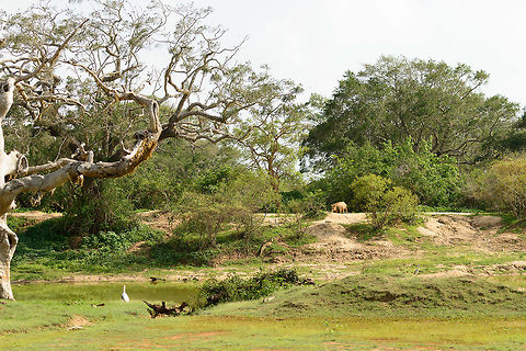Hidden danger One aspect of wildlife that is both horrifying and fascinating is that every step you make can be your last. In this scene, a croc is at the shore of this pond, inching towards the unsuspecting boar, who was getting only closer to the shore itself. It was a slow process to watch, after 30 mins we decided to not wait for the end of it, as the sun was frying us alive. Asia,Crocodylus palustris,Mugger crocodile,Sri Lanka,Yala