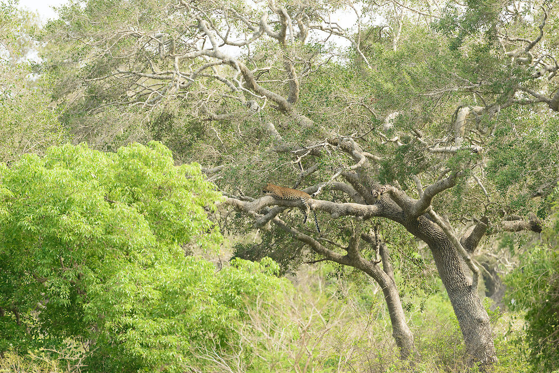 Sri Lankan leopard remote spotting, Yala NP, Sri Lanka Another lazy leopard found in Yala. This photo is unprocessed and carries all 36MP of details if you open it fullscreen and use the &quot;Load original&quot; feature.  Asia,Panthera pardus kotiya,Sri Lanka,Sri Lankan Leopard,Yala