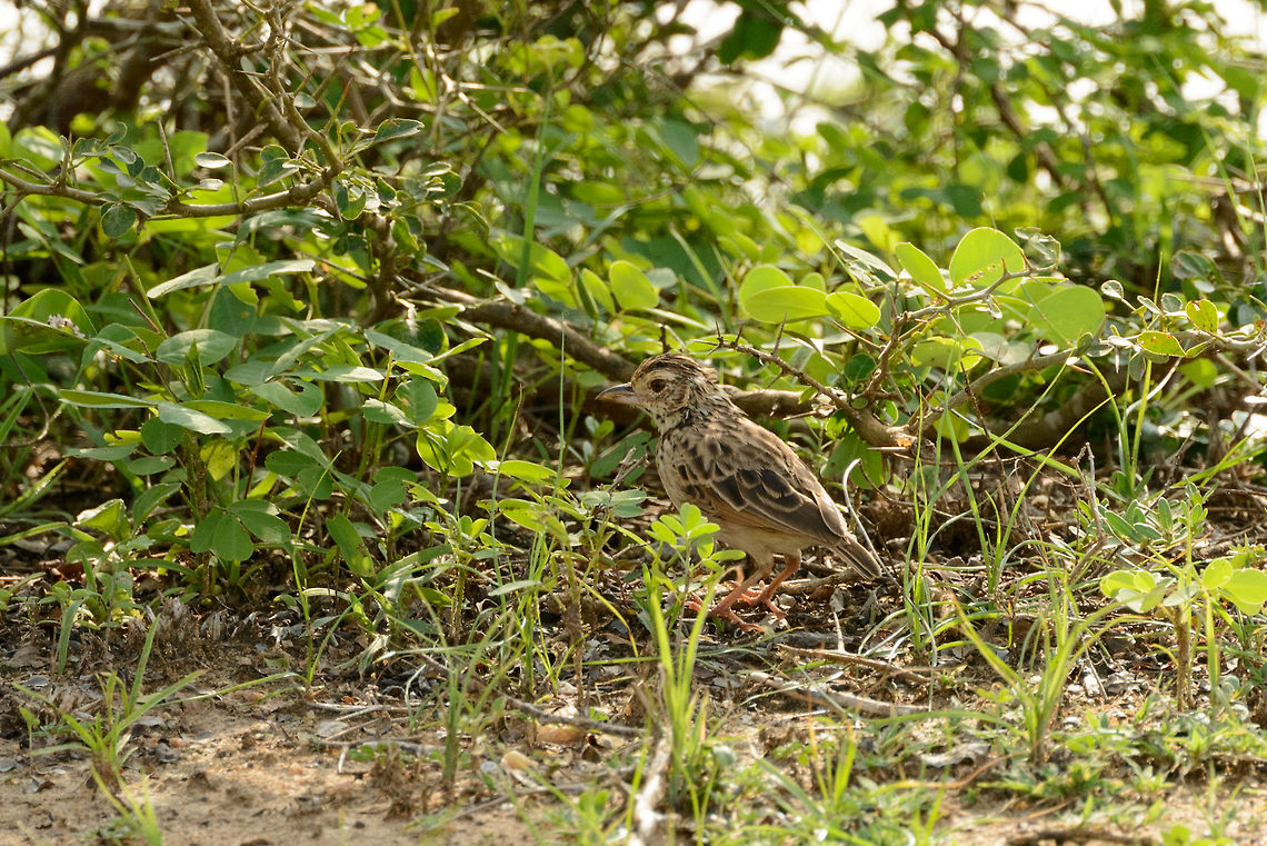 Paddyfield Pipit, Yala NP, Sri Lanka This bird barely ever flies, It both nests and finds food on the ground. Anthus rufulus,Asia,Paddyfield pipit,Sri Lanka,Yala