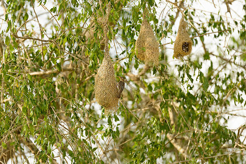 Female Baya Weaver, Yala NP, Sri Lanka  Asia,Baya Weaver,Ploceus philippinus,Sri Lanka,Yala