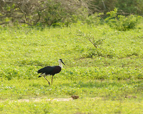 Woolly-necked Stork navigating Yala NP, Sri Lanka  Asia,Ciconia episcopus,Sri Lanka,Woolly-necked Stork,Yala