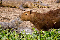Capybara fears no evil A courageous Capybara, the largest rodent in the world, walks along the edge of a small pond in the Pantanal that is surrouned by Caiman. Brazil,Caiman,Capybara,Pantanal,Rodents