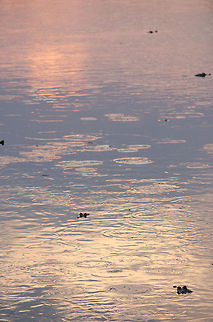 Caiman passings Portrait view of a small pond full of Caiman in the Pantanal Brazil,Caiman,Caiman yacare,Pantanal,Reptiles,Yacare caiman