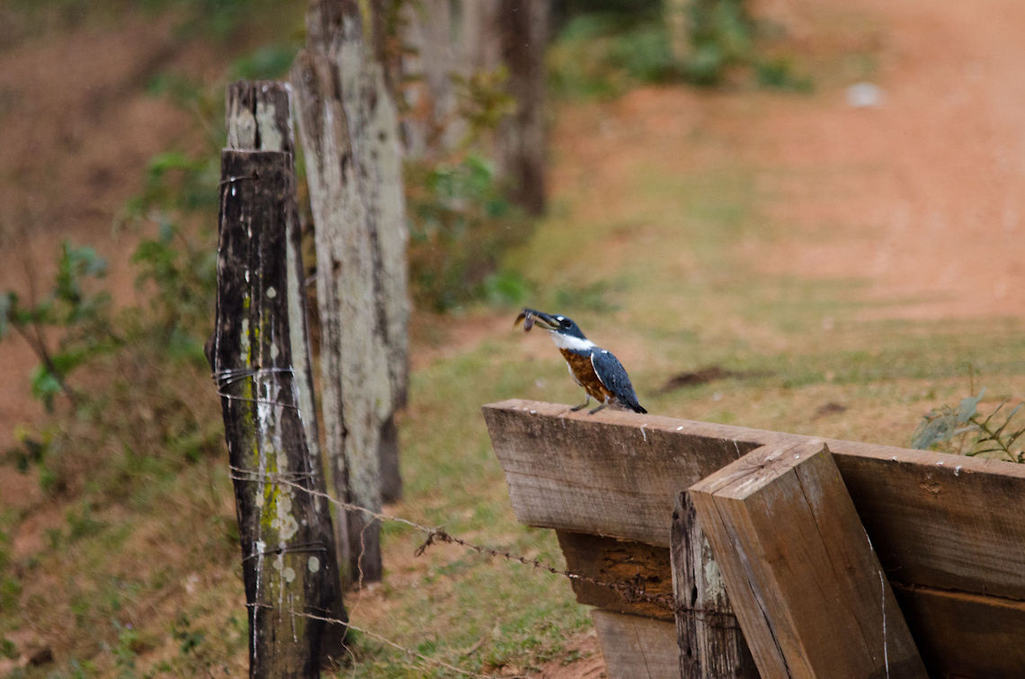 Kingfisher beats fish to death The quality of this photo is poor, but I found it a somewhat amusing sight to see this Kingfisher kill the fish it caught by slamming it to the bench he was sitting on.  Birds,Brazil,Kingfisher,Megaceryle torquata,Pantanal,Ringed Kingfisher