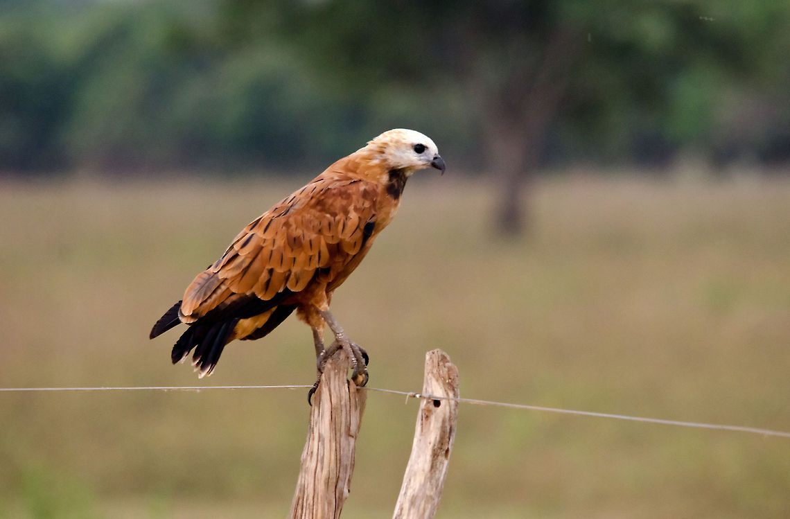 Black-collared Hawk A Black-Collared Hawk on a pole in the Pantanal. Bird of prey,Black-collared Hawk,Brazil,Hawk,Pantanal,birds