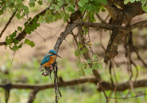 Common Kingfisher, Yala NP, Sri Lanka In a classic hunting spot, on a low hanging branch above a pond.  Alcedo atthis,Asia,Common Kingfisher,Sri Lanka,Yala