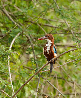 White-throated Kingfisher on the lookout, Yala NP, Sri Lanka  Asia,Halcyon smyrnensis,Sri Lanka,White-throated kingfisher,Yala