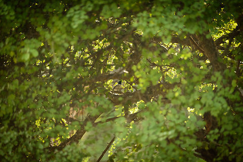 Asian Paradise Flycatcher (white male), Yala NP, Sri Lanka If you look closely, in the middle of the photo you can see a white male paradise flycatcher. A poor shot, but I'm posting it as a reality shot, as this is often the kind of poor view you get spotting these forest birds.

I'm also posting it to yet again tell that our guide was wrong :) I told him this was a male, yet he insisted it is a female because it was white, and because the females have long tails. Both statements couldn't be more wrong, and even with documentation to prove it, he still did not admit it.  Asia,Asian Paradise Flycatcher,Sri Lanka,Terpsiphone paradisi,Yala