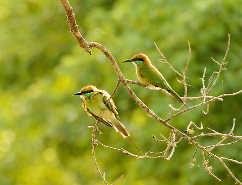 Little Green Bee-eaters couple, Yala NP, Sri Lanka  Asia,Green bee-eater,Merops orientalis,Sri Lanka,Yala