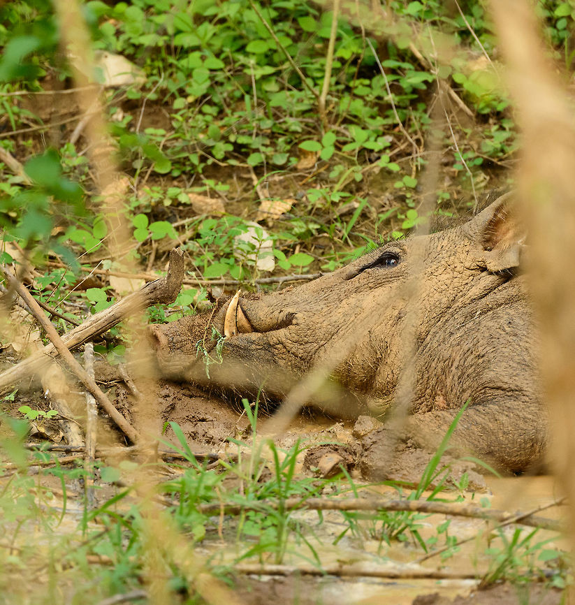 Enormous Boar resting in woods of Yala NP Awakening a sleeping giant. It did not run like most boars, suggesting perhaps that we should run. Asia,Indian boar,Sri Lanka,Sus scrofa cristatus,Yala