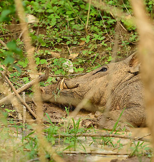 Enormous Boar resting in woods of Yala NP Awakening a sleeping giant. It did not run like most boars, suggesting perhaps that we should run. Asia,Indian boar,Sri Lanka,Sus scrofa cristatus,Yala