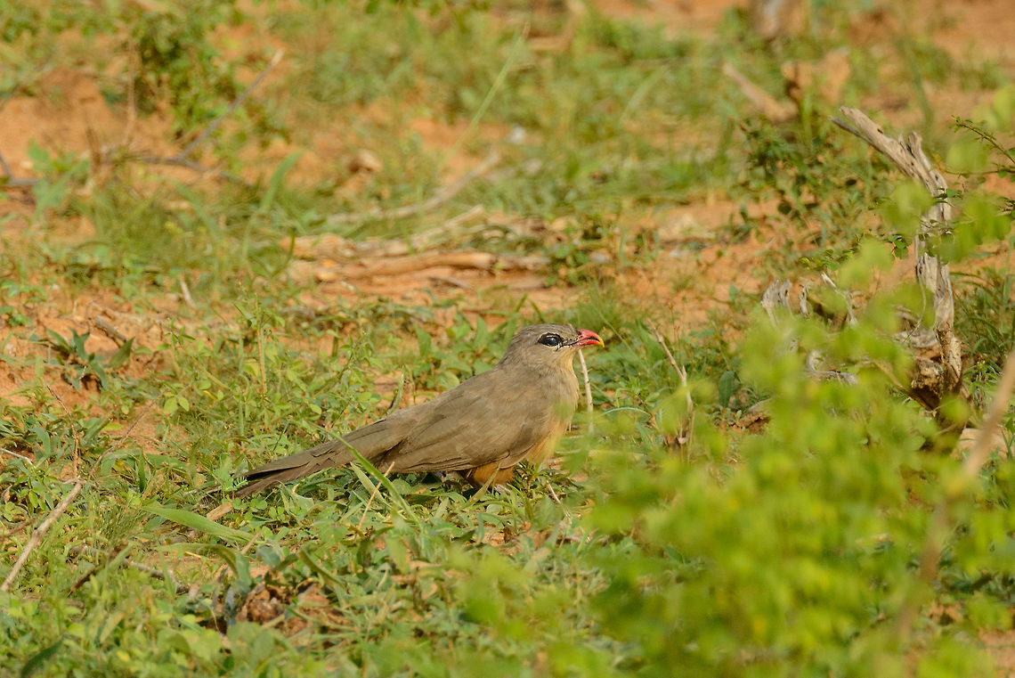 Sirkeer Malkoha, Yala NP, Sri Lanka I'm very happy with this spotting, as there are only 3 species of the Malkoha in Sri Lanka, all three relatively uncommon to see. There's the blue-faced Malkoha photographed by John:<br />
<figure class="photo"><a href="https://www.jungledragon.com/image/25868/record_shot_-_blue-faced_malkoha.html" title="Record shot - Blue-faced malkoha"><img src="https://s3.amazonaws.com/media.jungledragon.com/images/2233/25868_thumb.jpg?AWSAccessKeyId=05GMT0V3GWVNE7GGM1R2&Expires=1770854410&Signature=udeUA4GswIjguEhZursKgSpyUYs%3D" width="200" height="90" alt="Record shot - Blue-faced malkoha Blue-faced malkoha, It kept on jumping behind the trunk, so this is the only 'in focus' shot i got...  :/<br />
 5D mkIII,Blue-faced malkoha,Geotagged,John Rowell,Phaenicophaeus viridirostris,Sri Lanka,Srilanka,Summer,adhocphotographer" /></a></figure><br />
<br />
This Sirkeer Malkoha adds the 2nd one, and the rarest of all, the Red-faced Malkoha will be shared at the end of my sri Lanka set, to make the Malkoha trilogy complete :) Asia,Phaenicophaeus leschenaultii,Sirkeer malkoha,Sri Lanka,Yala