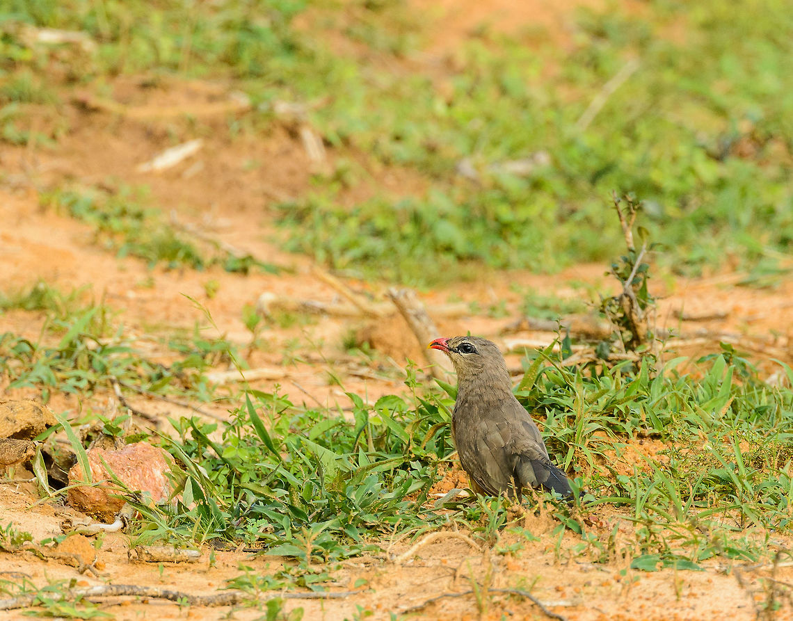 Sirkeer Malkoha on ground, Yala NP, Sri Lanka I like the well-defined characteristics on its face, almost as if it is wearing makeup. Asia,Phaenicophaeus leschenaultii,Sirkeer malkoha,Sri Lanka,Yala