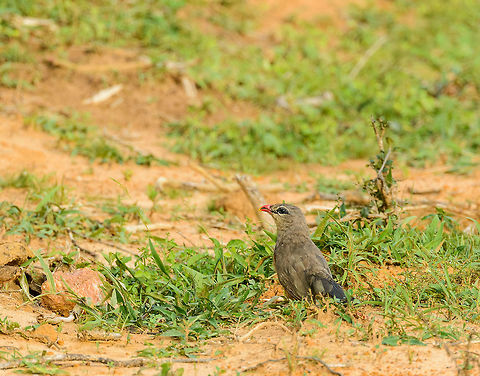 Sirkeer Malkoha on ground, Yala NP, Sri Lanka I like the well-defined characteristics on its face, almost as if it is wearing makeup. Asia,Phaenicophaeus leschenaultii,Sirkeer malkoha,Sri Lanka,Yala