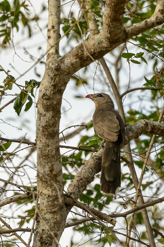 Sirkeer Malkoha in tree, Yala NP, Sri Lanka These birds spend a lot of time on the ground, very rapidly looking for food, similar to mongoose. Yet they are also very fast to ascend into a tree. Asia,Phaenicophaeus leschenaultii,Sirkeer malkoha,Sri Lanka,Yala