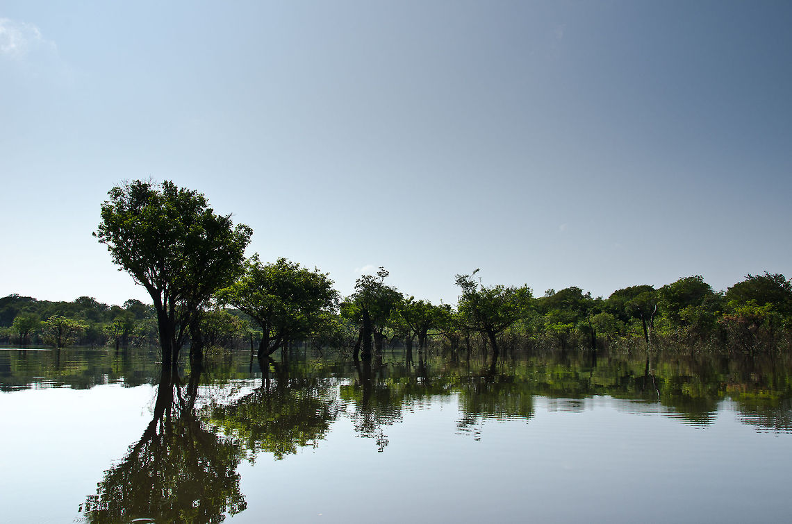 Amazon landscape A typical view of the Amazon during the dy season. Just a few months earlier, these tree tops were completely under water, the different in water level is as much as 14 metres. Amazon,Brazil,Landscapes
