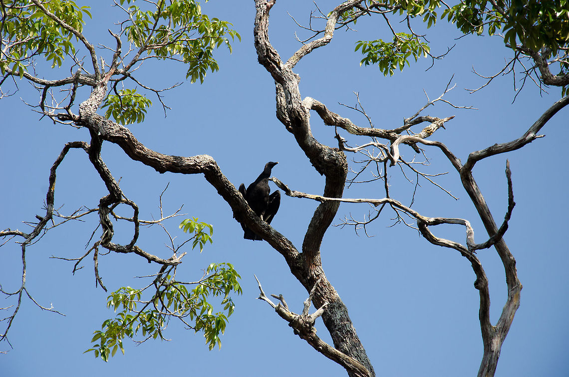 Black Vulture in Amazon tree A Black Vulture remains seated as we pass under it with our boat on the Amzon river. Amazon,Birds,Black Vulture,Brazil,Coragyps atratus