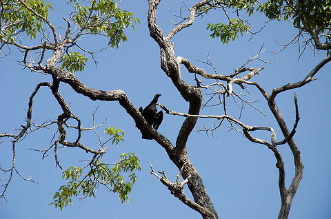Black Vulture in Amazon tree A Black Vulture remains seated as we pass under it with our boat on the Amzon river. Amazon,Birds,Black Vulture,Brazil,Coragyps atratus