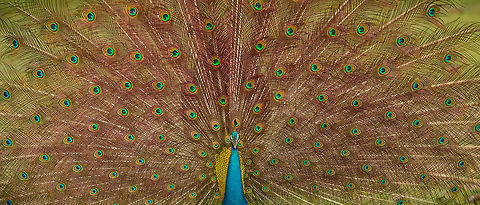 Indian Peafowl full display, Yala NP, Sri Lanka A classic composition of the epic display shown by male peafowls. Best experienced in full screen mode on a wide screen. Fun fact: the "eyes" which you may see as green or sometimes blue in reality are colorless, it is an optical effect called "Iridescence". Asia,Indian peafowl,Pavo cristatus,Sri Lanka,Yala